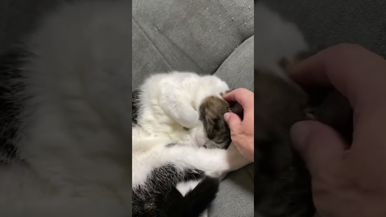 子猫動画　マンチカン猫のラピちゃん　猫に催眠術は効くのか！？