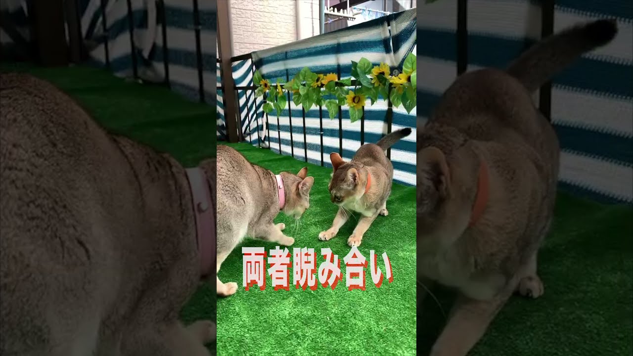 【シンガプーラ】あびせ蹴りで反撃する猫　#Shorts