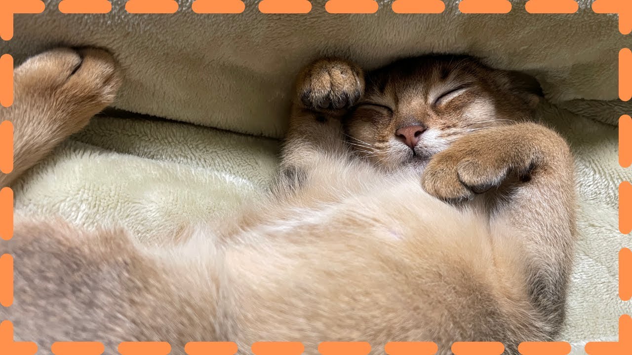 夜は泥棒・昼は怠惰ネコの日常 | アビシニアンの子猫アビー