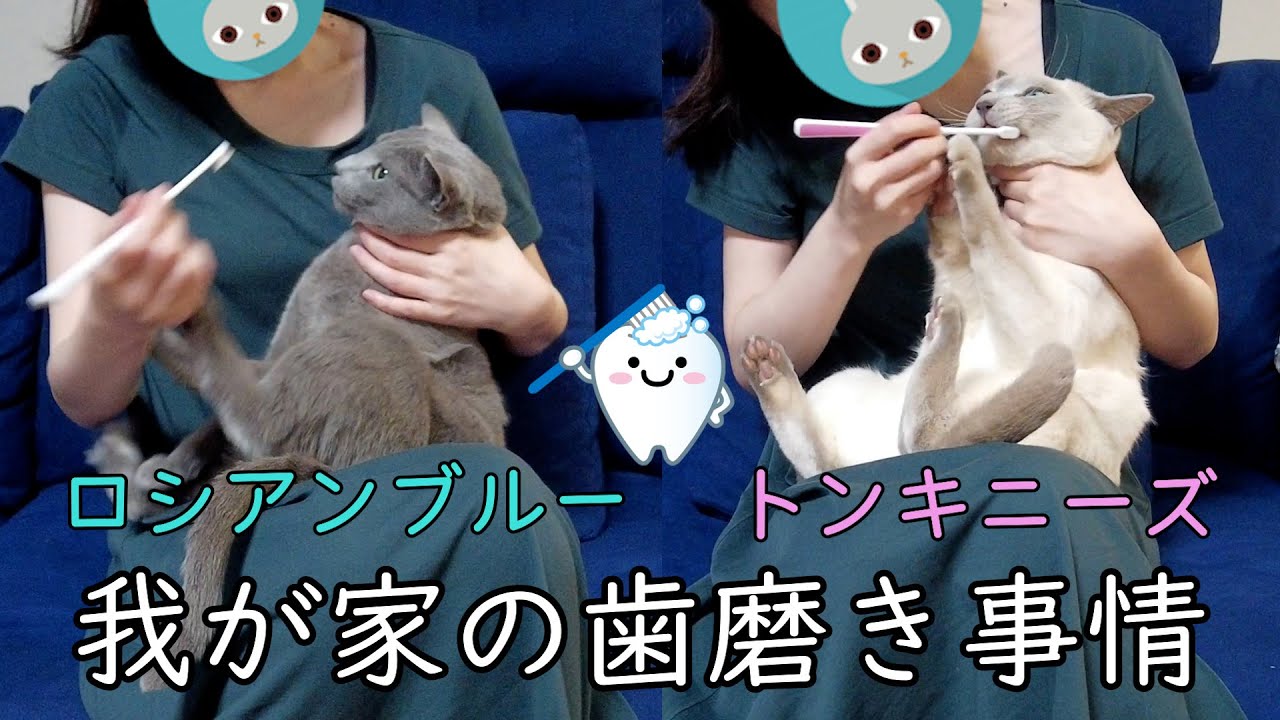 【歯磨き】【ロシアンブルー×トンキニーズ】嫌の意思表示が可愛い（＃79）