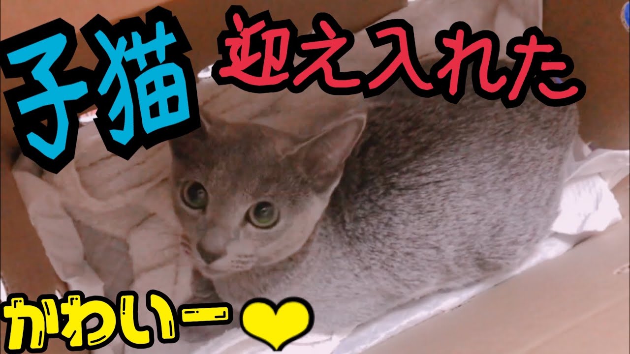 我が家に子猫がやってきた！！！【ロシアンブルー】