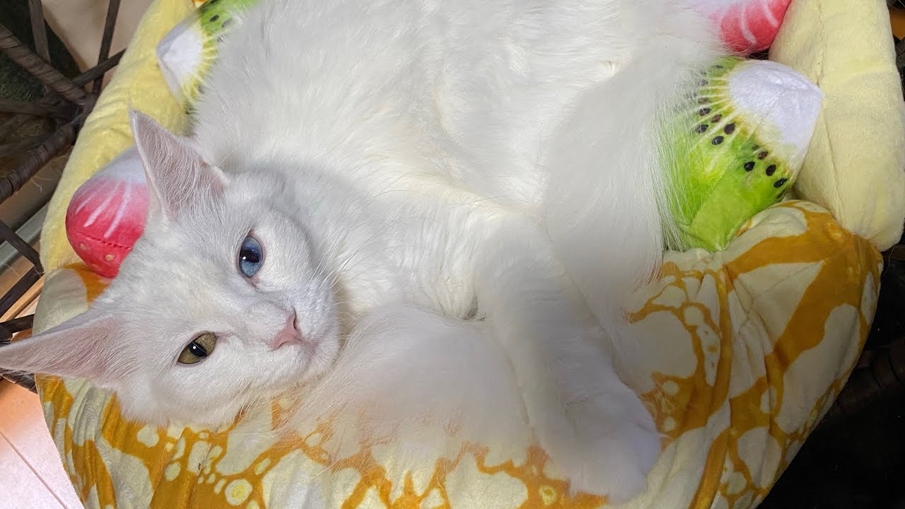 【かわいい】猫が飼いたくなる動画！！白猫オッドアイ　メインクーンのイブちゃん特集！【ひまねこ動画】