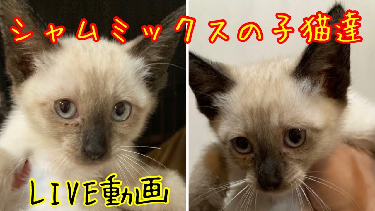 【保護猫】LIVE シャムミックスの子猫達