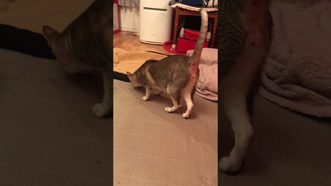 マットをケリケリするシンガプーラなのにゃ♪