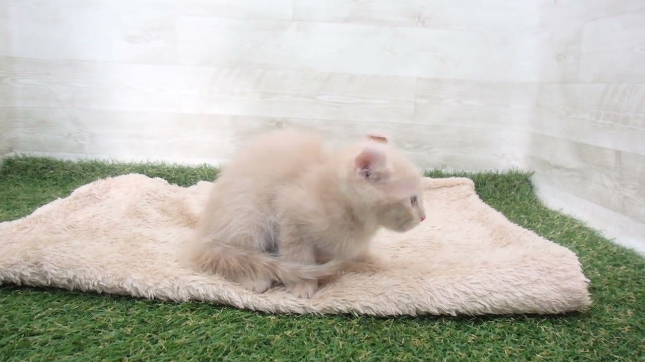 Coo&RIKU　No.00593581 アメリカンカール