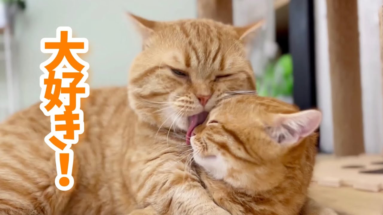 マンチカンの茶々パパは今日も子猫のぽちゃくんのことが好きで好きでたまらない💓