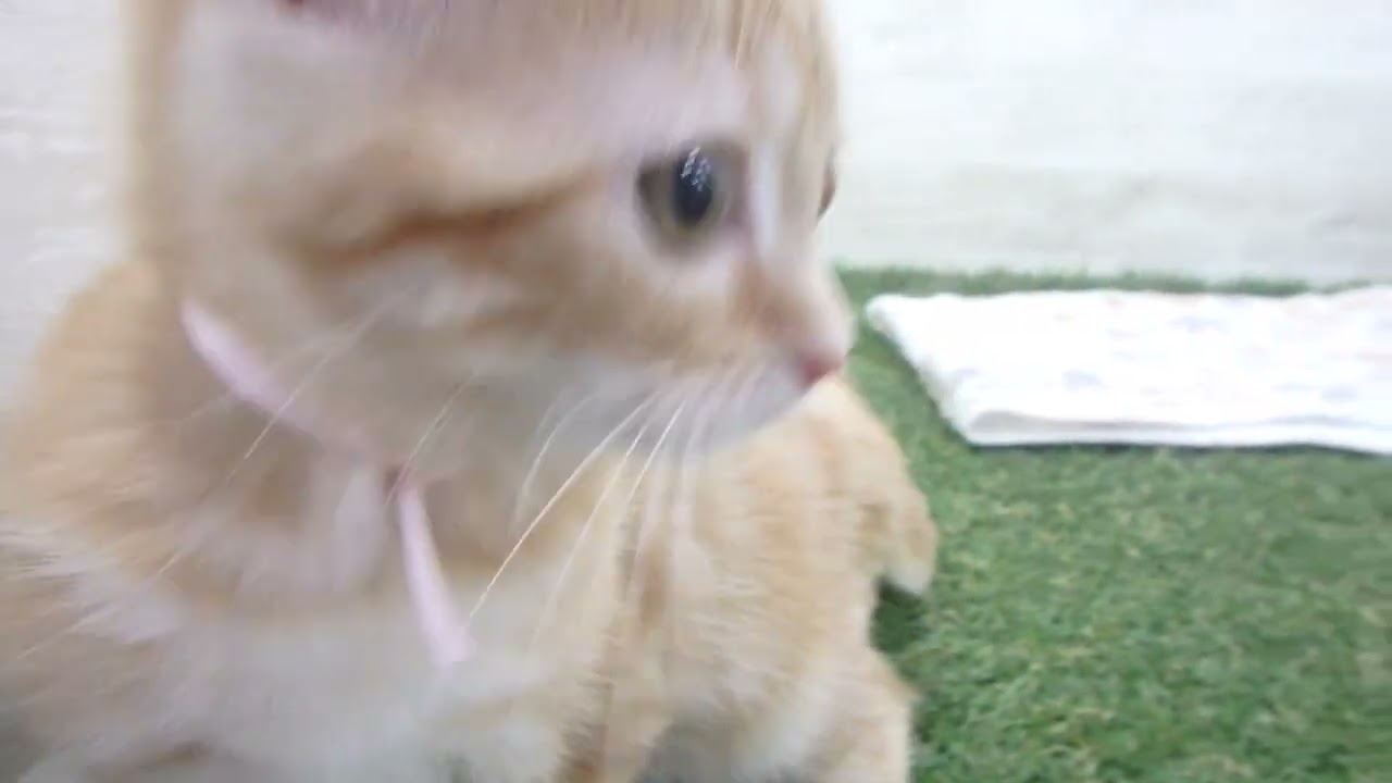 00607449 アメリカンショートヘアー