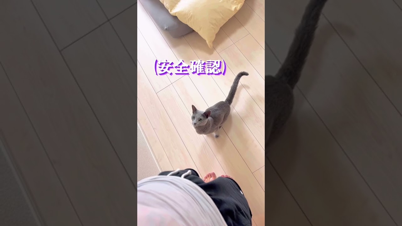 ロシアンブルー飛びます！！