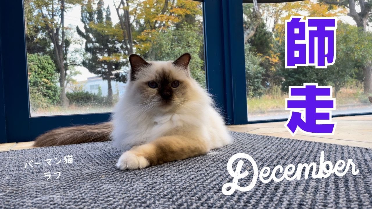 今年もあと少しやニャ【師走】December（バーマン猫）Birman/Cat