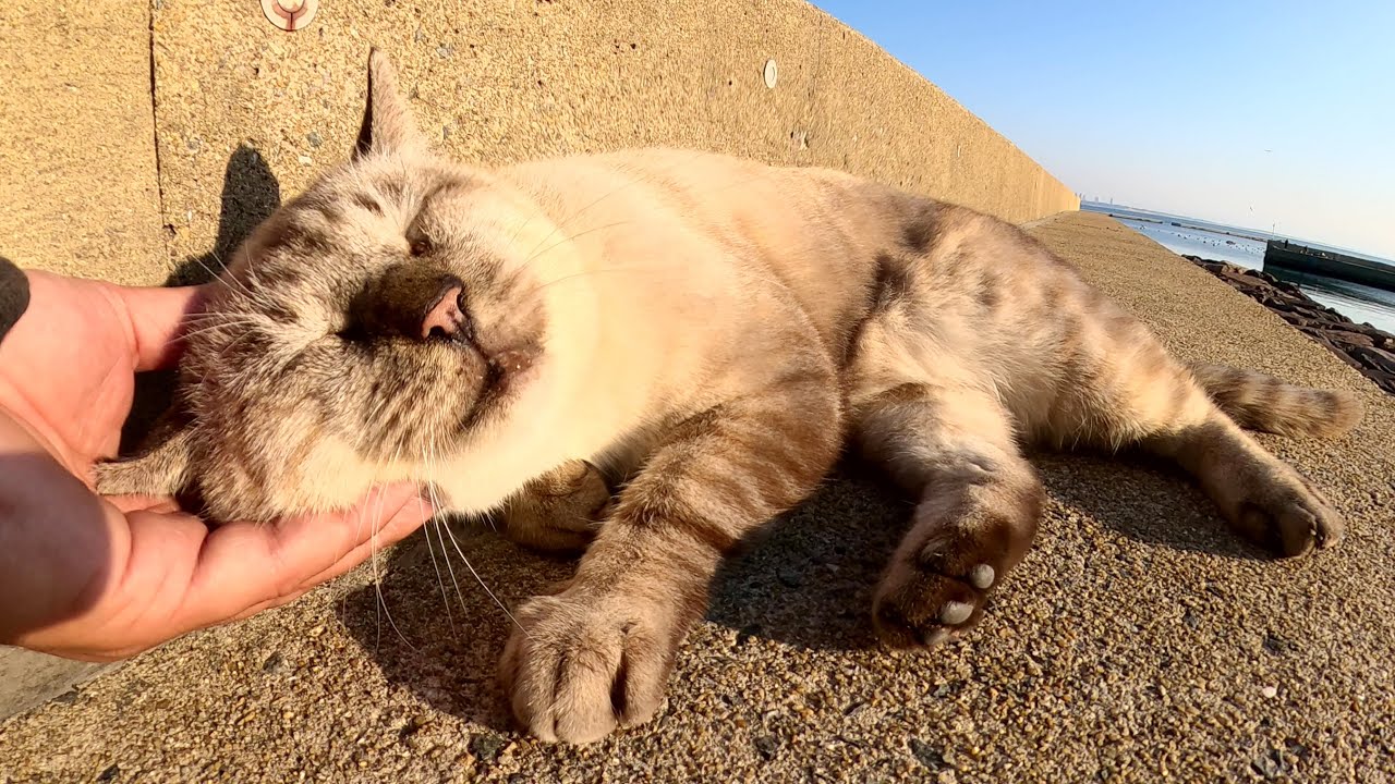 堤防にいたシャム猫をモフったら目を細めて喜んでくれた