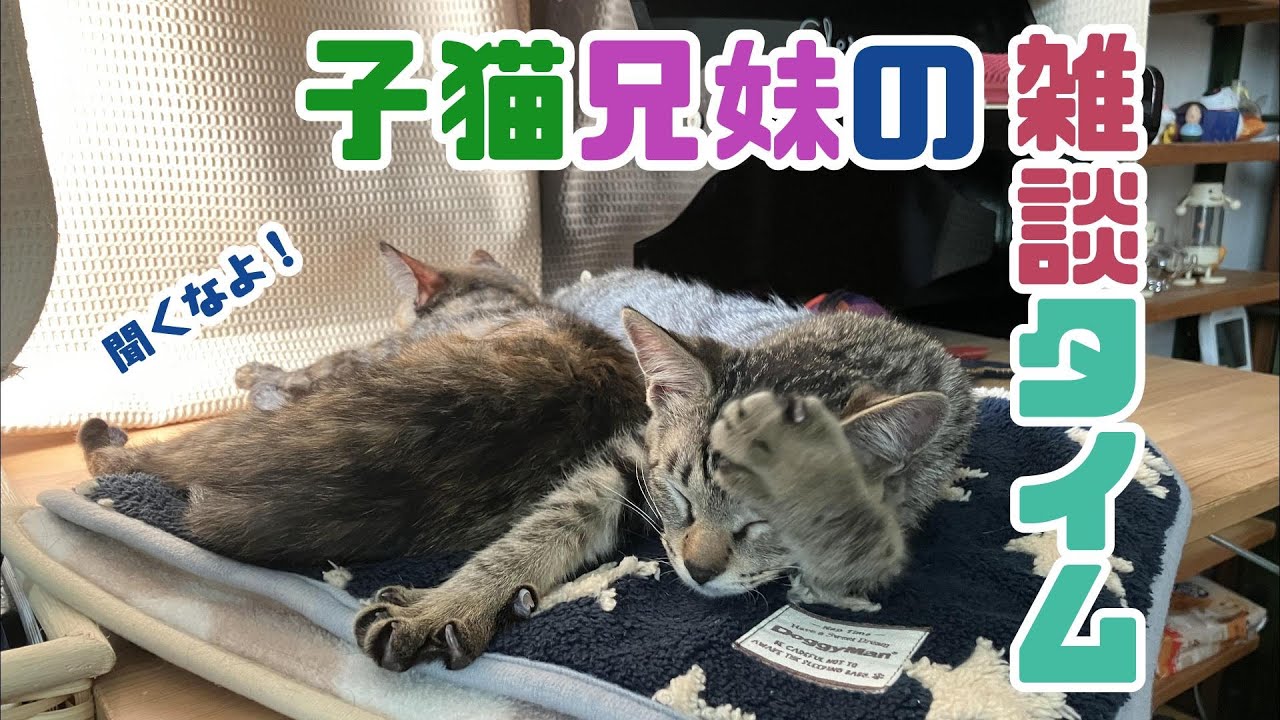 凸凹子猫兄妹ののんびり雑談2