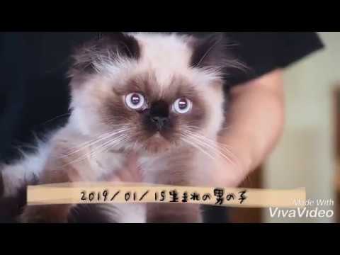 【子猫紹介】ワンニャンのちから出身のヒマラヤン…控えめに言うて性格最高！！