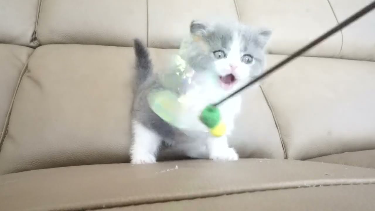 セルカークレックス子猫　2022.9.30産まれ 　ブルー＆ホワイト　　女の子　シーダキャット猫のお店