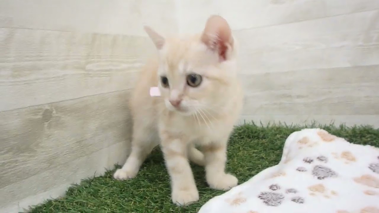 00601144 ブリティッシュショートヘアー