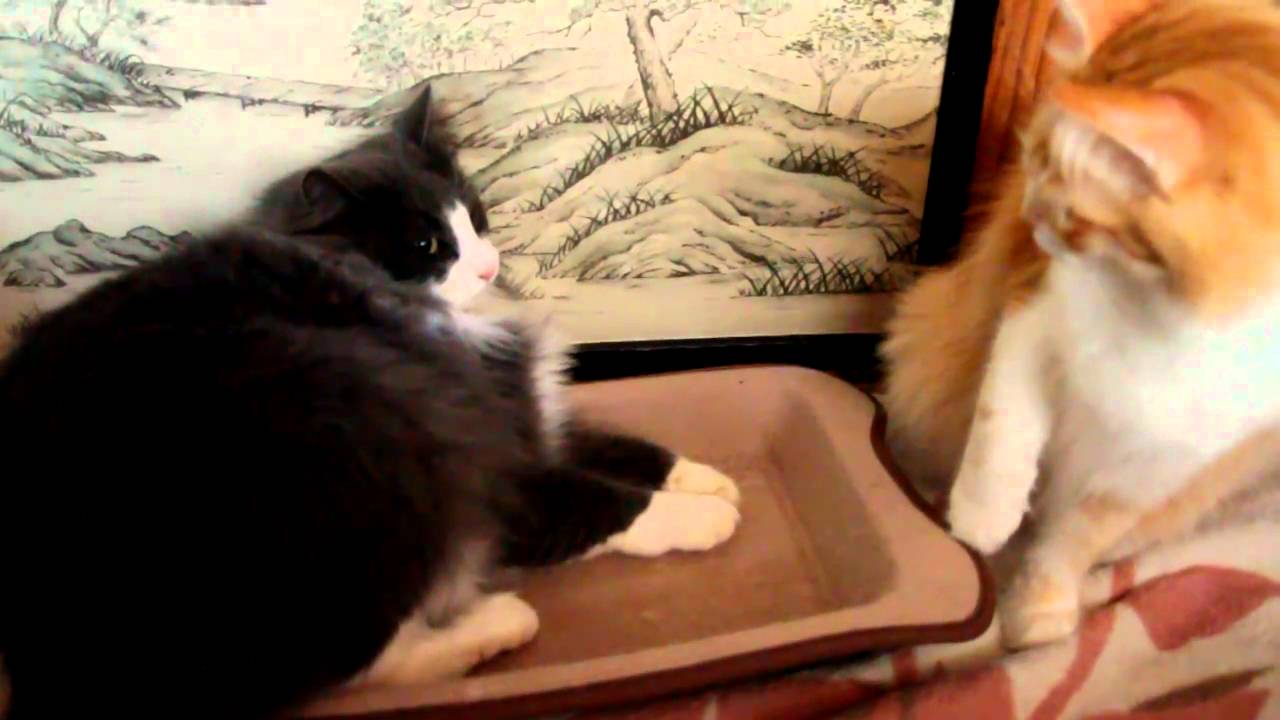 ターキッシュアンゴラ　横どりぷーちん