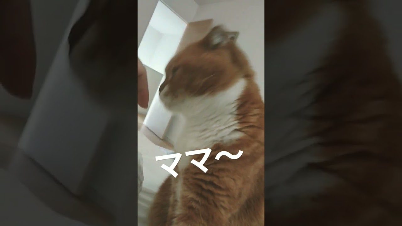 【スコティッシュフォールド】リビングで起きた猫ちゃんが慌ててママに会いに来ました…！#ねこ #shorts #coco