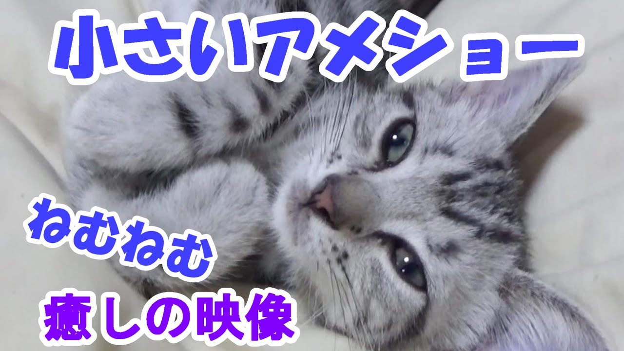 子猫のアメリカンショートヘア！アメショのねむねむかわいい癒しの映像