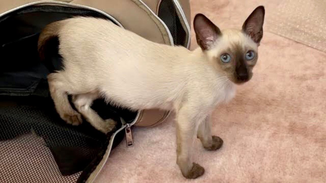 シャム猫をお迎えしました！【Hello, Siamese LIZ】