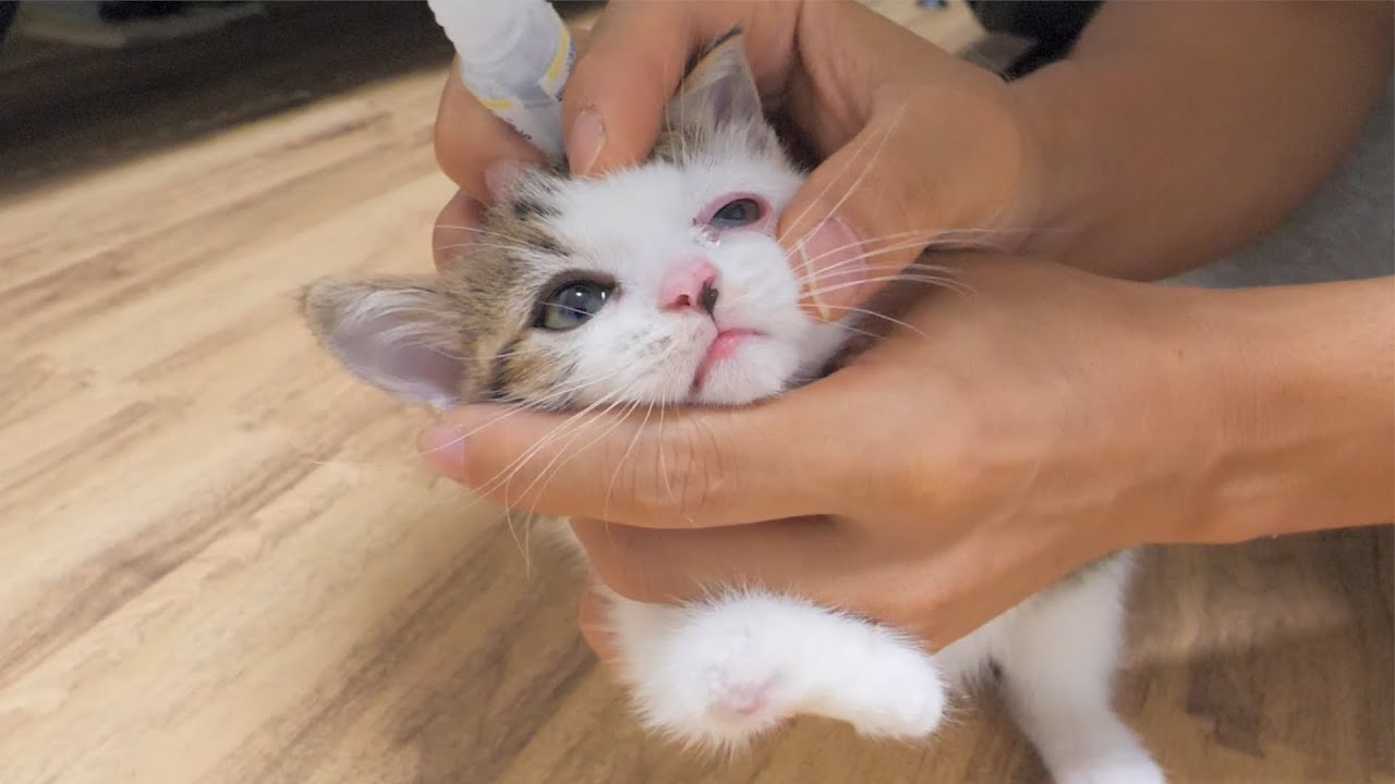 障害持ち子猫がど素人の男に心を開くまでの3か月間の記録