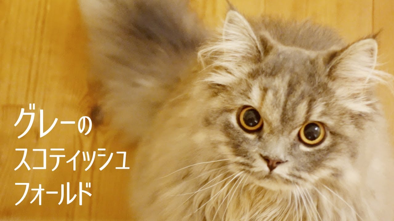 スコティッシュフォールド｜グレー長毛, 立ち耳を検討中の方へ｜ブルータビー子猫