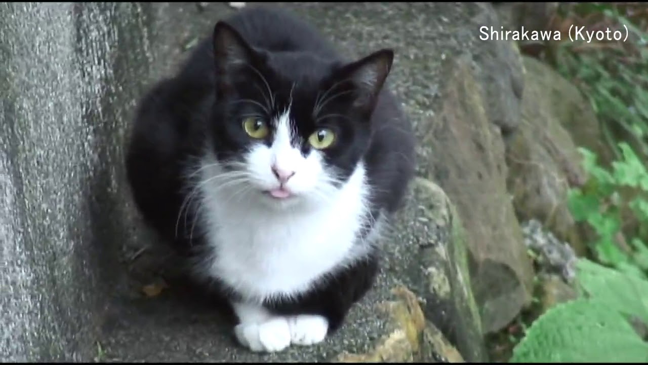 Japanese twilight cat / 夕方の日本猫たち