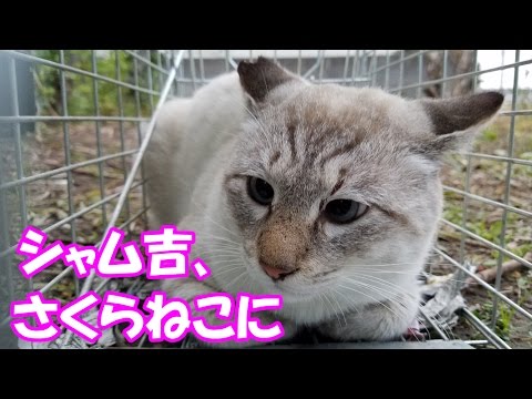 裏庭猫シャム吉、さくらねこに　Siam Cat had a castration operation