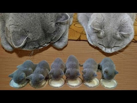 「かわいい猫」 笑わないようにしようとしてください - 最も面白い猫の映画 #140
