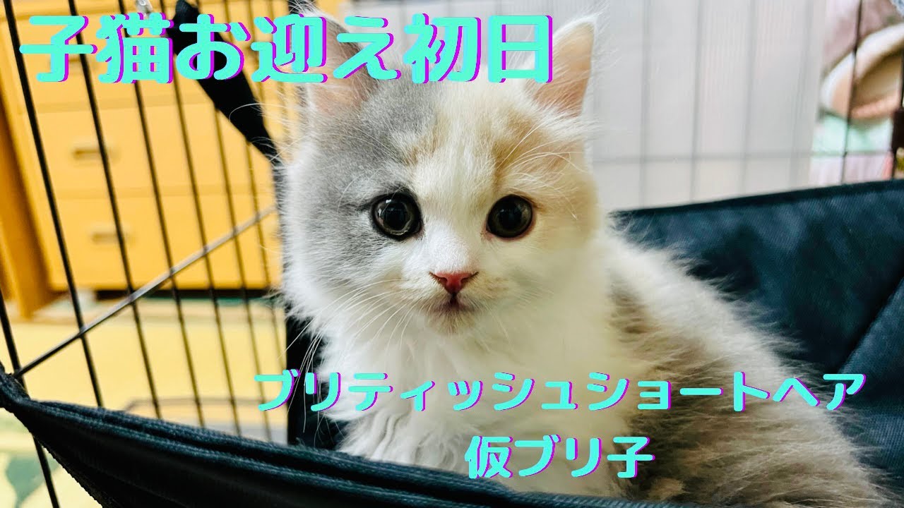 子猫お迎え初日。ブリーダーさん宅からブリティッシュショートヘア仮ブリ子をお迎え。子猫お迎え初日の様子をアップします。パート1。2022/05/02。