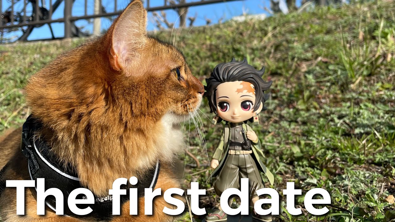 【猫の散歩】初恋をしたソマリ猫のデートについて行ってみた