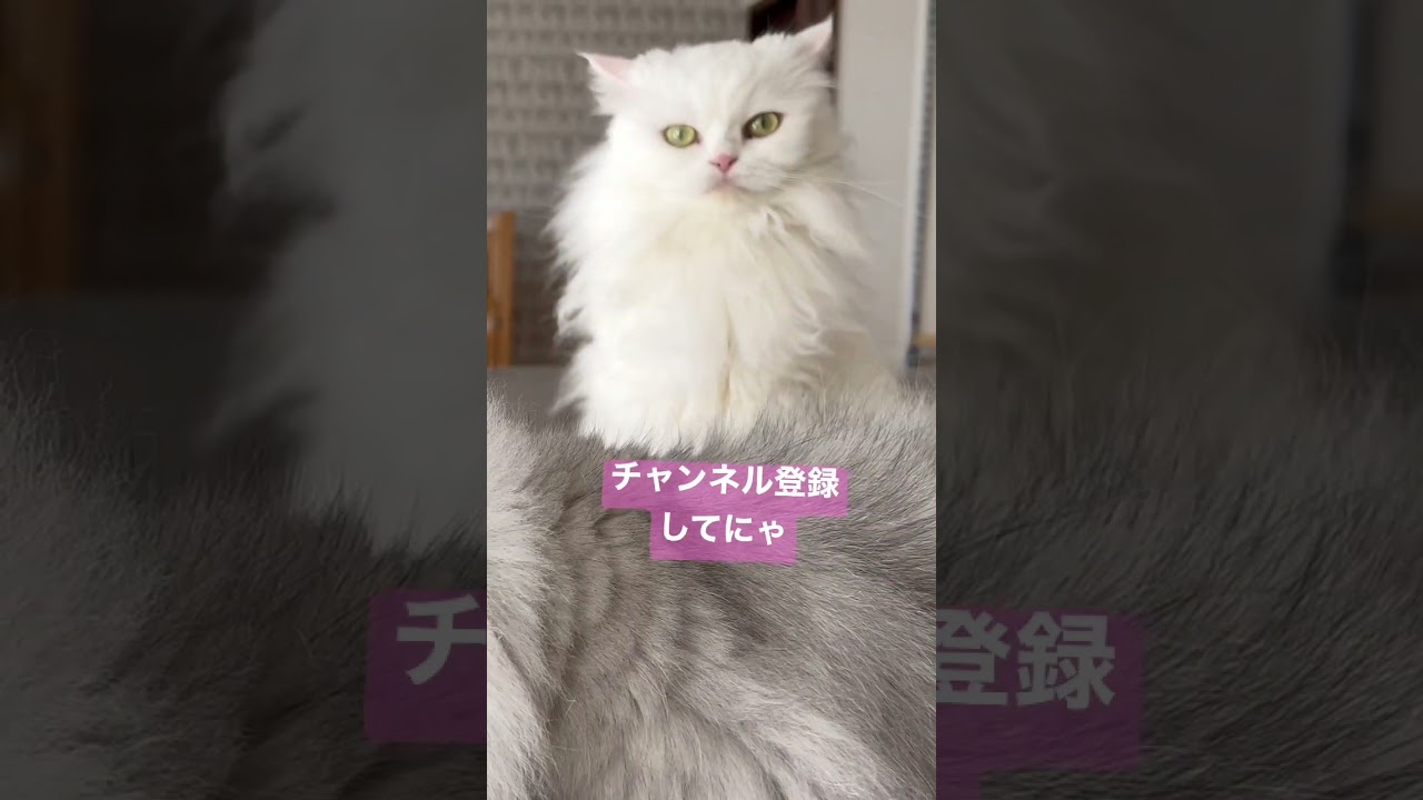 【るい&りおちゃん】ターキッシュアンゴラに見える白猫が可愛い