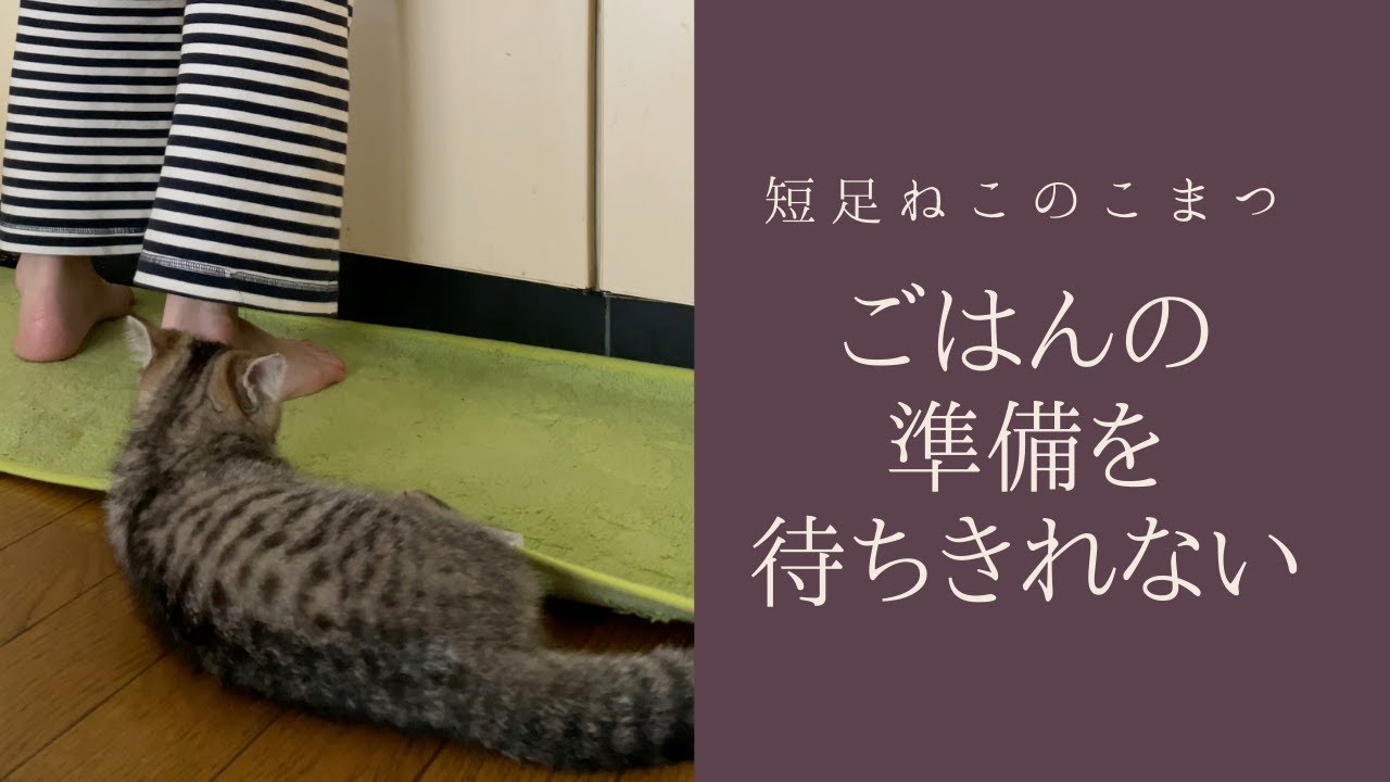 【短足子猫】下僕がごはんの準備を始めるといつもこんな感じです #Shorts