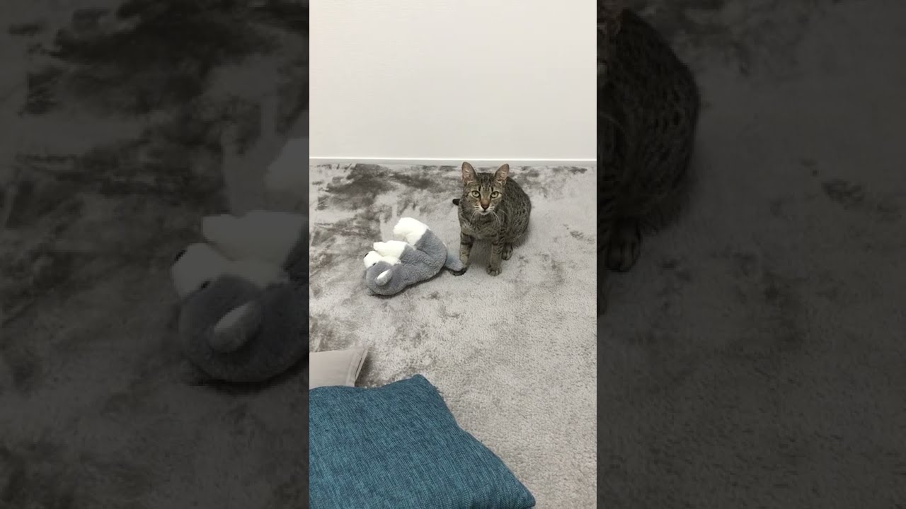 ぬいぐるみに焼きを入れる猫【エジプシャンマウ】#Shorts　A cat teaseing a stuffed animal#Shorts