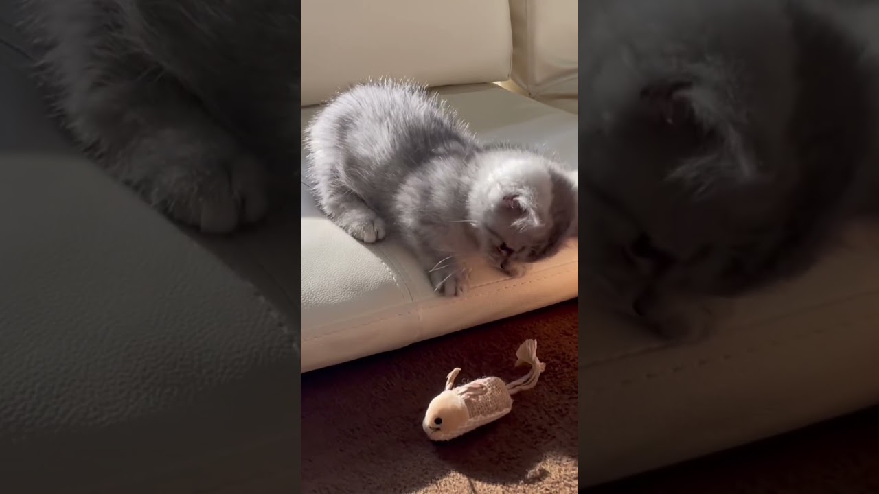 おもちゃを噛みたいマンチカンの子猫😸 #shorts #猫 #マンチカン #cat #kitty #可愛くてごめん #honeyworks