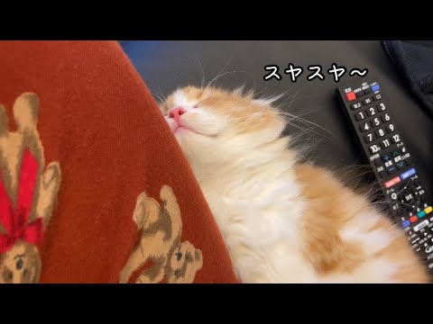 太ももを抱き枕にして寝る子猫【スコティッシュフォールド】