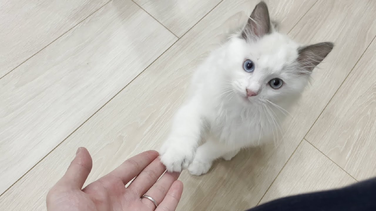 お手をマスターした子猫がこちらです【ラグドール】【癒やし】