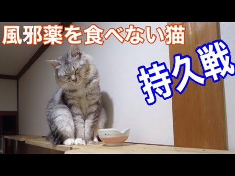 風邪薬を何が何でも食べない保護猫シャムちゃん。左手のない野良猫のキセキ　#cat  #kitten  #こねこ  #癒し  #子猫 #ねこ