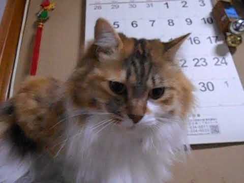 日本猫長毛種三毛猫のみけちゃん３歳の誕生日。４月２０日