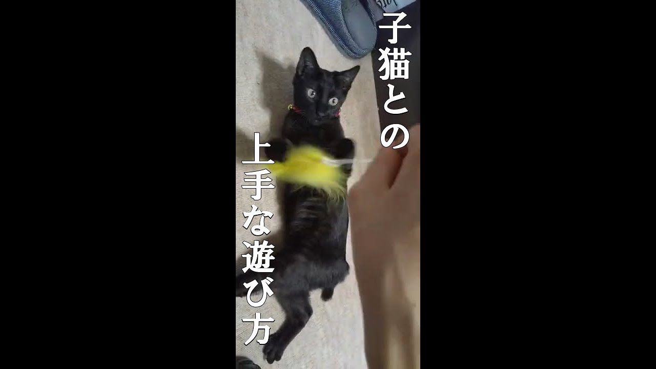 【黒猫Vlog13】猫じゃらしCat Teaser #shorts #猫 #黒猫 #ボンベイ #Blackcat #Bombay