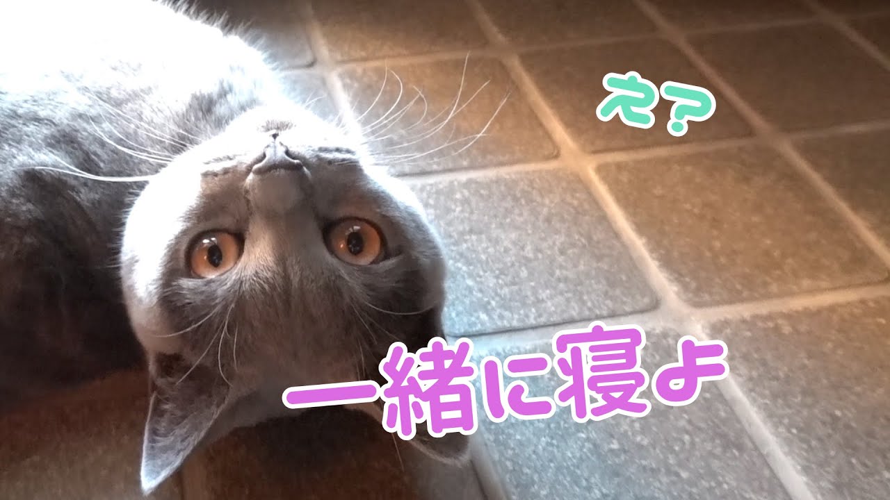 シャルトリューの猫の最近のお気に入りの場所でまったり♪【Chartreux】