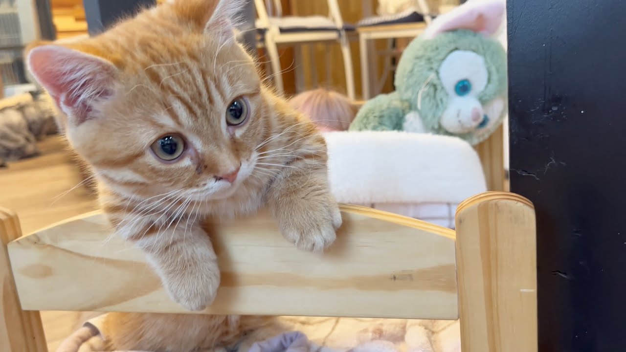 マンチカンの子猫ぽちゃくんの定位置。