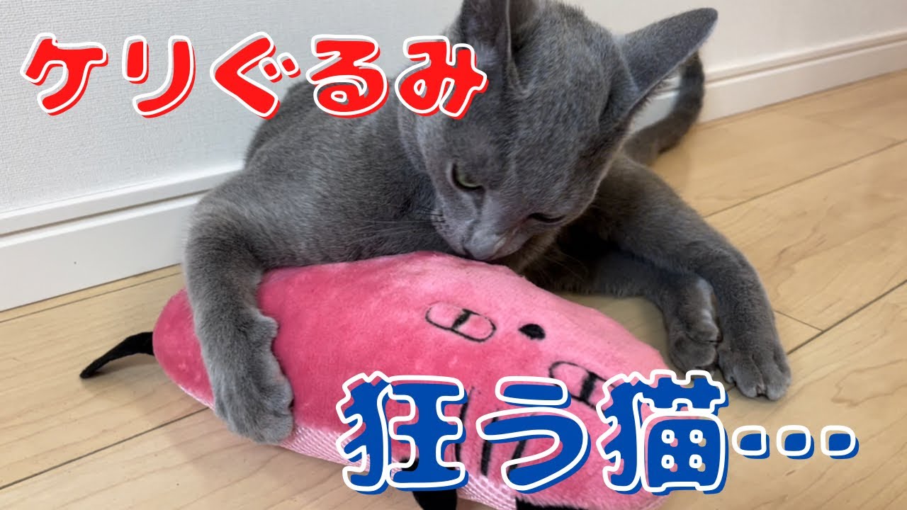 閲覧注意‼『またたび増し増し蹴りぐるみ』を激しく襲うかわいい猫【ロシアンブルー】