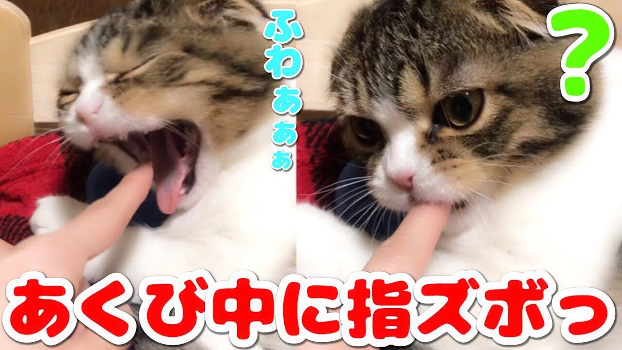 あくびした瞬間に指ズボされた子猫🐈【スコティッシュフォールド】【Scottish Fold】