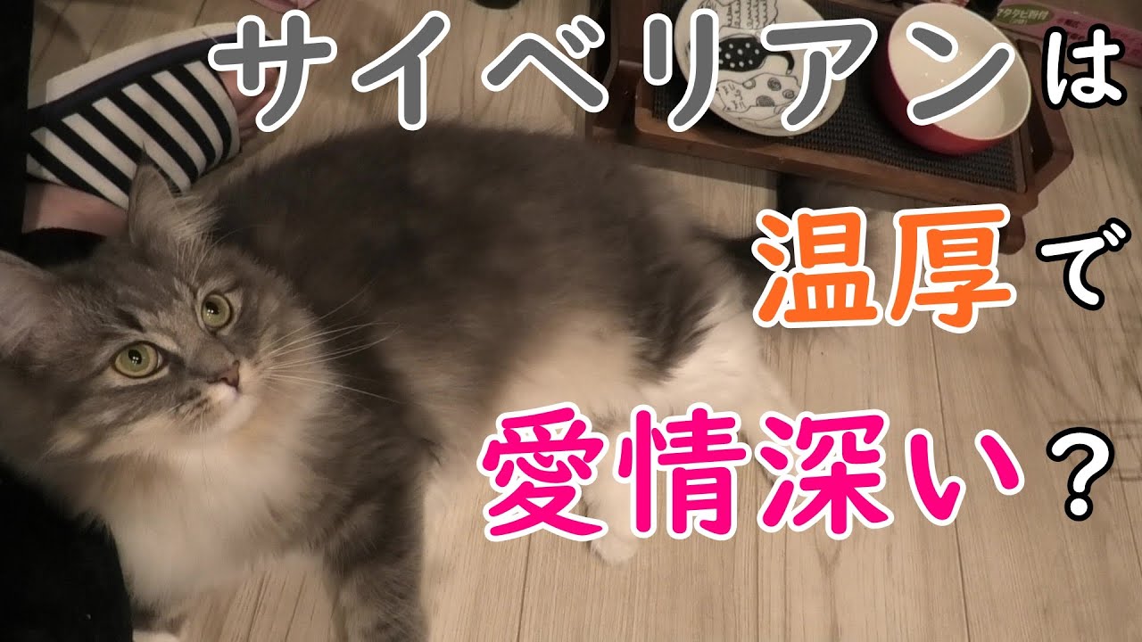 【サイベリアンの特徴】飼い主と他人では対応が全く異なる猫、サイベリアン！／Siberian cats that treat their owners specially【サイベリアンのラフィ#60】