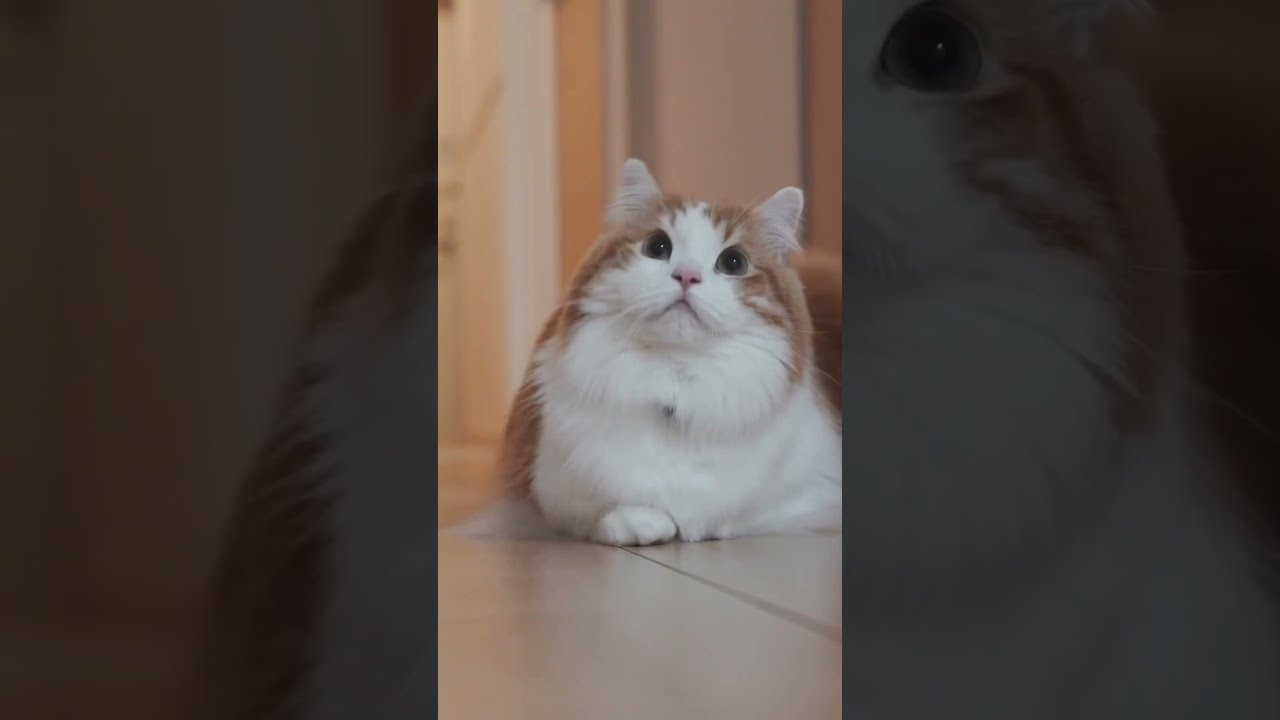 マンチカンも走る師走