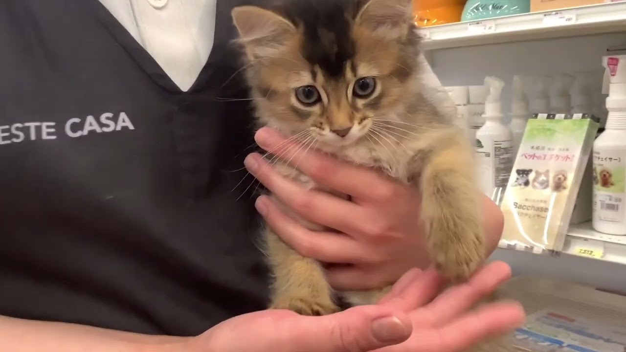 【ソマリ】甘えんぼうな天使ちゃん