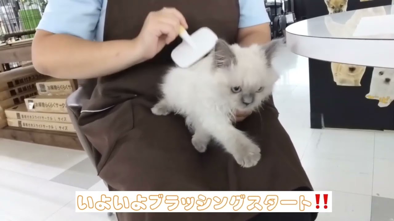 【2022/9/19撮影】ヒマラヤンちゃんのお手入れトレーニング