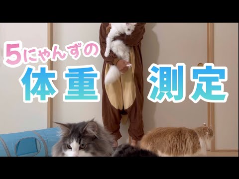 【体重測定】3ヶ月でどれくらい成長した？？5匹のもふ猫たちの体重測定✨