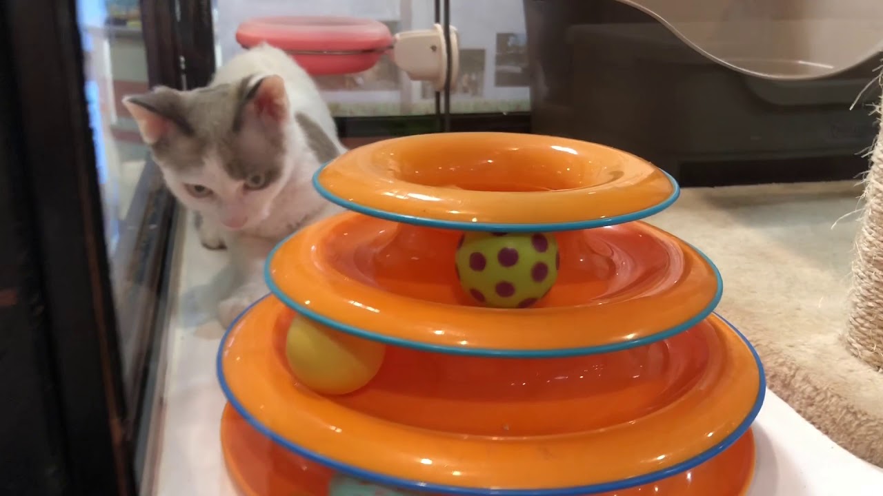 おもちゃで夢中になって楽しそうに遊ぶ　デボンレックス　珍しい猫