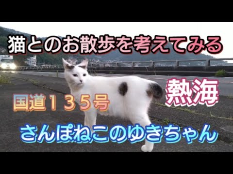 【さんぽねこのゆきちゃん】家猫との散歩歴３年が考える、猫とお散歩での注意点│猫を外に散歩に連れ出す時は、これだけは知っておいて│猫は音にとても敏感です│熱海│伊豆│日本猫│ジャパニーズ・ボブテイル