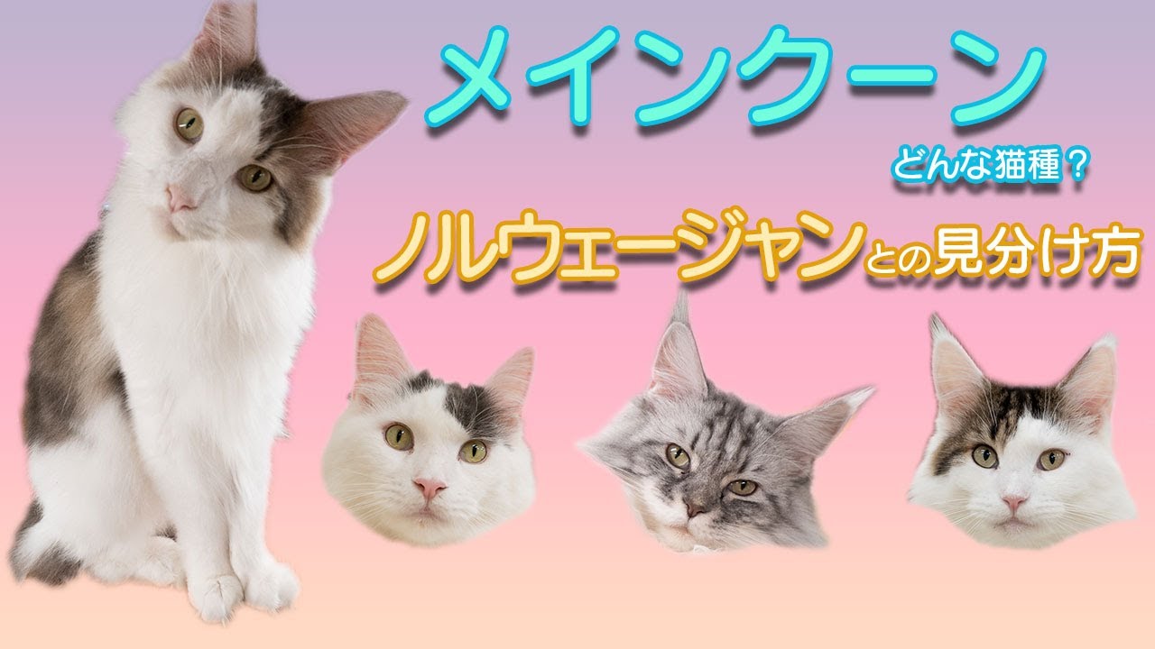 メインクーンってどんな猫種？性格、特徴、歴史、注意点解説！